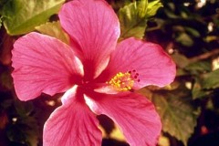 ورود وزهور12