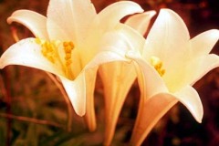 ورود وزهور13