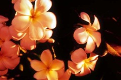 ورود وزهور14