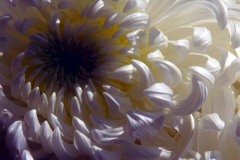 ورود وزهور15