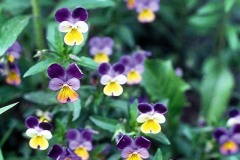 ورود وزهور1