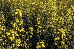 ورود وزهور2