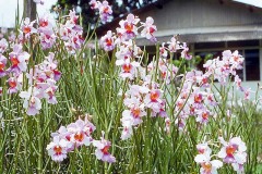 ورود وزهور3