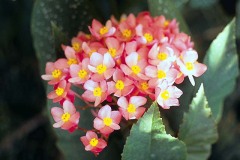 ورود وزهور4