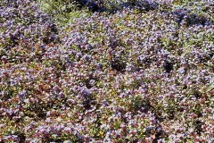 ورود وزهور5