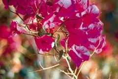 ورود وزهور6