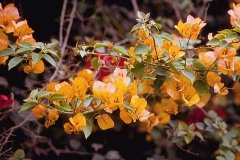 ورود وزهور7