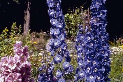 ورود وزهور8