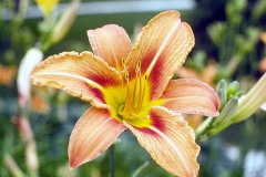 ورود وزهور9