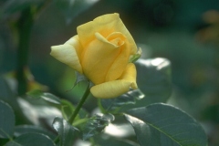 ورود وزهور1