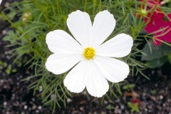 ورود وزهور10