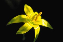 ورود وزهور2