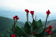 ورود وزهور11