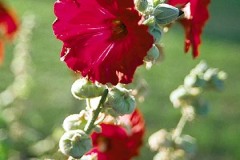 ورود وزهور3