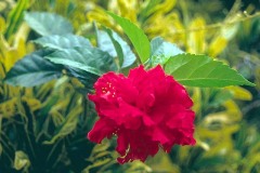 ورود وزهور12