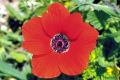 ورود وزهور4