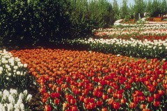 ورود وزهور13