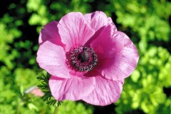 ورود وزهور5