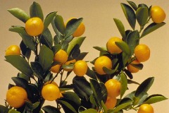 ورود وزهور14