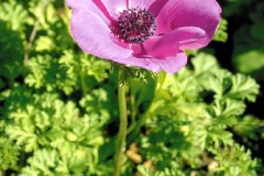 ورود وزهور6