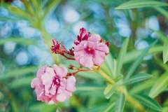 ورود وزهور15