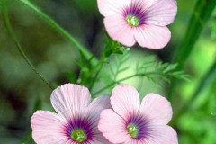 ورود وزهور7