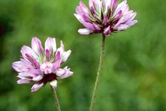 ورود وزهور8