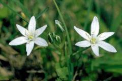 ورود وزهور9