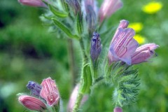 ورود وزهور10