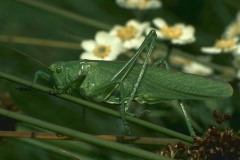 ورود وزهور11