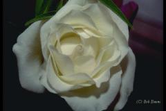 ورود وزهور13