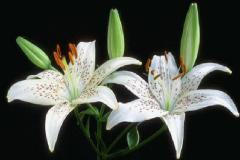 ورود وزهور14