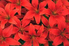 ورود وزهور15