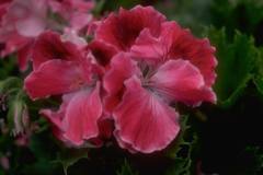 ورود وزهور1