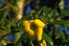 ورود وزهور2