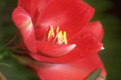 ورود وزهور3