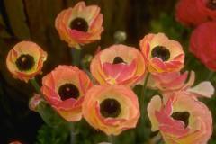 ورود وزهور4