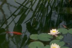 ورود وزهور5