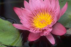 ورود وزهور6