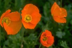 ورود وزهور7