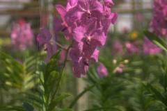 ورود وزهور8