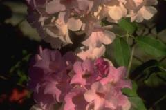 ورود وزهور9