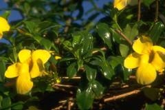 ورود وزهور10