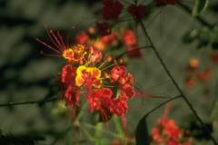 ورود وزهور11