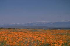 ورود وزهور12