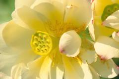 اجمل الازهار