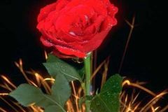 زهره