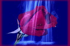 ورده من قلبي طير