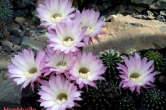 أجمل أزهار الصبار 1