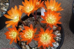 أجمل أزهار الصبار 2